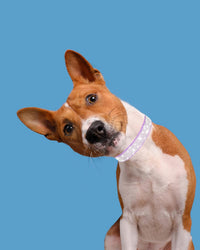 Dog Collar for Small Dogs - S / purple - image 4