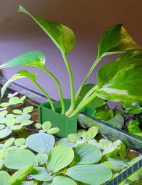 2 Pk Upgraded Aquarium Plant Holder - Green 4 - image 2