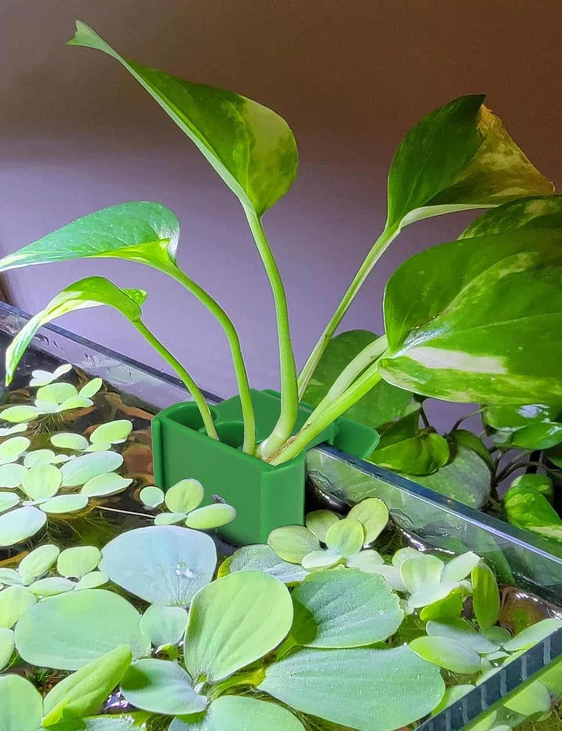 2 Pk Upgraded Aquarium Plant Holder - Green 4 - image 2