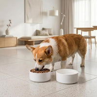 Ceramic Dog Bowl for Food and Water - Medium / White - image 4