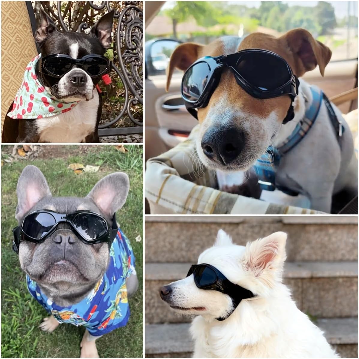 Clear Dog Goggles for Small Dogs - Fold Black / Medium - image 2