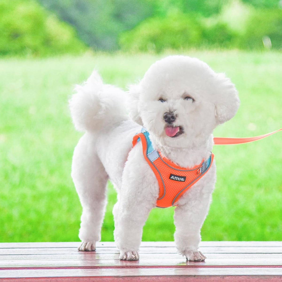 AIITLE Small Dog Harness and Leash Set, Step-in Puppy Pet Vest - XS(Chest: 11.5 - 13.5") / Orange - image 4