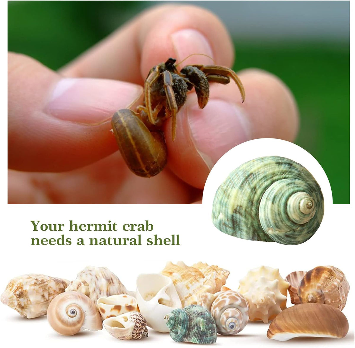 Lucky Baby 15+pcs Hermit Crab Shells Small to Medium Sea Conch Size - image 3