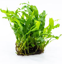 Java Fern Live Aquarium Plants – Windelov, Narrow Leaf & More– Easy Aquascaping Plants for Freshwater Tanks, Low Light, No CO₂ (Java Fern 'Microsorum Nymph' on Nutripad)