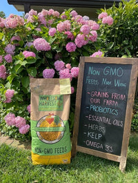 Non-GMO High-Protein Layer Blend 10 lb