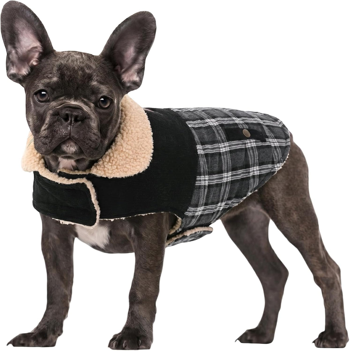 Dog Winter Coats for Small Dogs Puppies - Black / Large