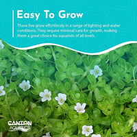 Live Aquarium Moneywort Bacopa (Monnieri) Plants - Long Lasting & Easy to Maintain - Removing Excess Nitrates - Promote High Water Quality - Stunning Appearance - Potted