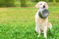 Pet Feeder Stainless Steel Dog Bowls Replacement 8" Diameter 2-Pack – Essentials for Dogs - 8 cup (Standard) / Double Pack - image 4