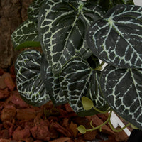 2Pack Reptile Plants for Terrarium - D-fake Anthurium Crystallinum - image 4