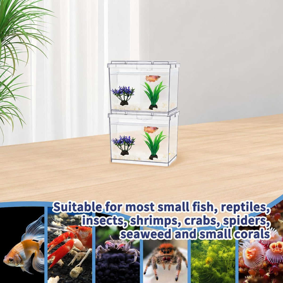MoonOrange Mini Betta Fish Tank Kit with LED Light Base - Mini Tank 02 X2 - image 4