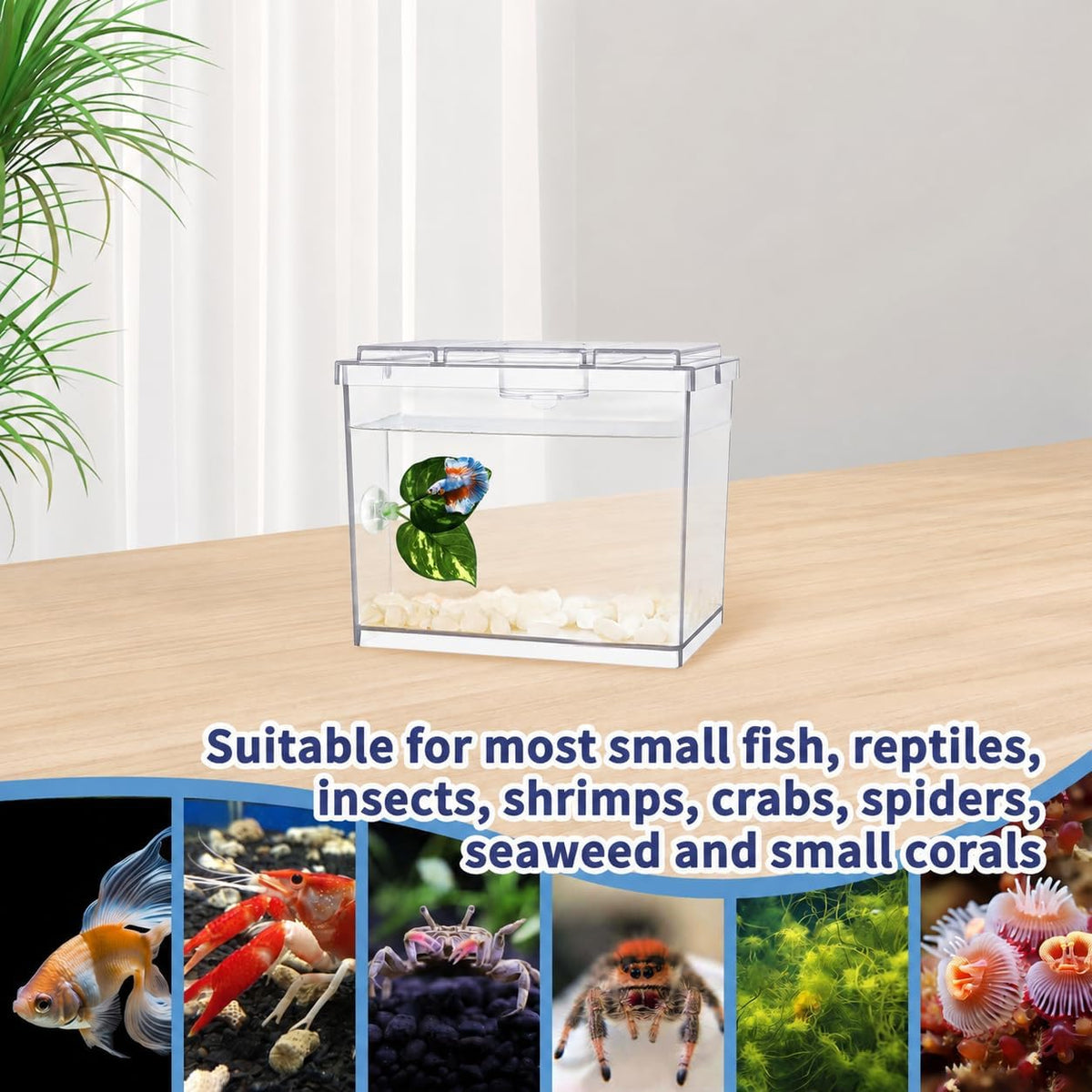 MoonOrange Mini Betta Fish Tank Kit with LED Light Base - Mini Tank 01 - image 2