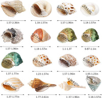 16PCS Hermit Crab Shells Medium Small, Sea Conch Size 1.1", 2.4" - image 3