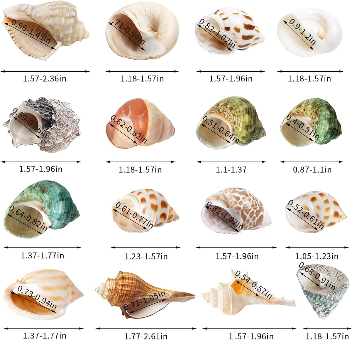 16PCS Hermit Crab Shells Medium Small, Sea Conch Size 1.1", 2.4" - image 3