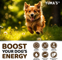 Turkey Tail Mushroom for Dogs Multivitamin Supplement Immune Support