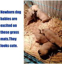 The Ultimate Chew-athon: 12 Grass Mats for Your Furry Friends' Snack Time and Nap Zone! - BIG FRENCHIES