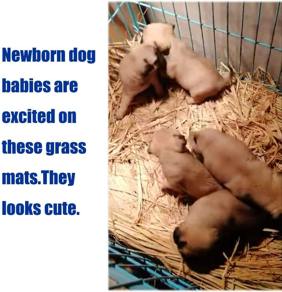 The Ultimate Chew-athon: 12 Grass Mats for Your Furry Friends' Snack Time and Nap Zone! - BIG FRENCHIES