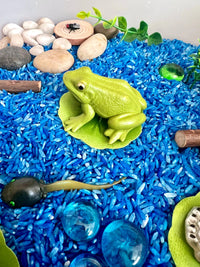 Pond Life Cycle Sensory Kit And Water Play - BIG FRENCHIES