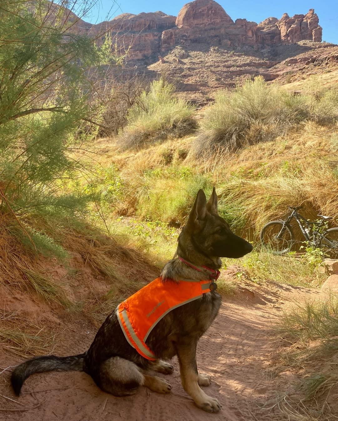 Lightweight Dog Vest L Size Mid-Back Coverage 36.75 in Chest x 26 in Neck Orange