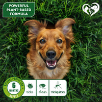 Flea & Tick Collar for Dogs 6-Month Protection Essential Oil Repellent 1 Pack