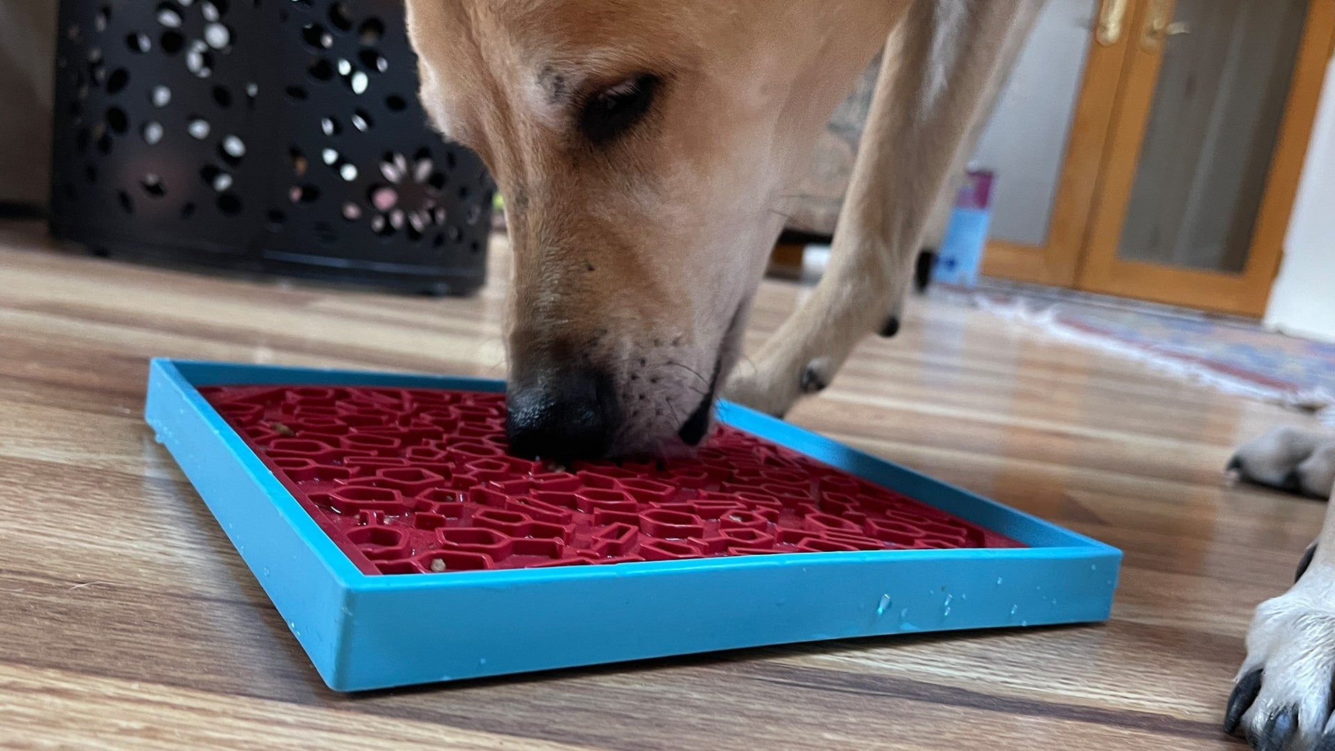 Vino Dog eMat - Enrichment Lick Mat For Dogs and Cats | Wine-Inspired Design| SodaPup - BIG FRENCHIES