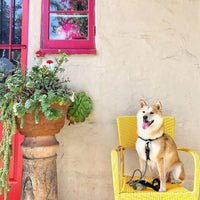 Pogi’S Dog Poop Bags - 10 Rolls (150 Doggie Poop Bags) - BIG FRENCHIES