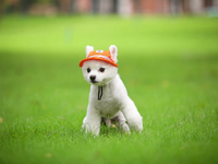 Colorful Mesh Breathable Pet Sun Hat with Ear Holes