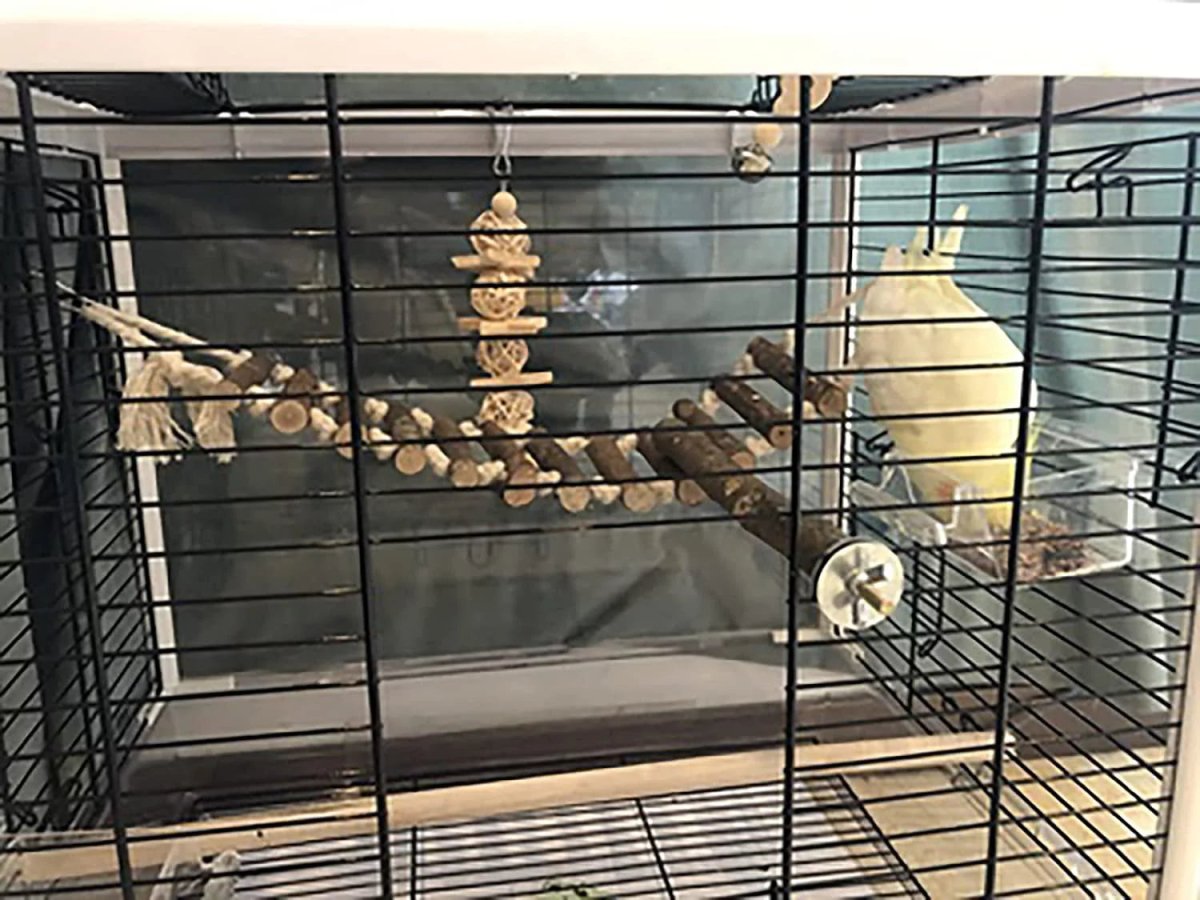 8 Pack Bird Toys for Cage Accessories - BIG FRENCHIES
