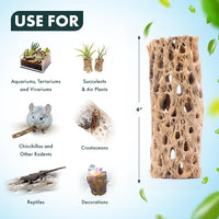 Natural Cholla Wood, Driftwood for Aquariums, Air Plant Base - Tunnel / 4 Inch, 1pc - image 4