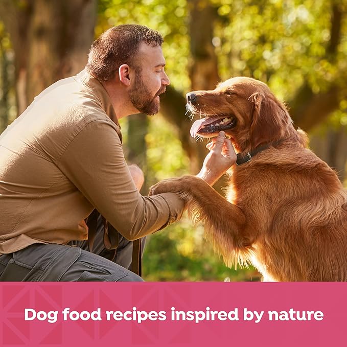 Nature's Recipe Grain Free Salmon, Sweet Potato, and Pumpkin Recipe Wet Dog Food, 13 oz. Can, 12 Count