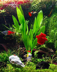 Live Plant - Amazon Sword (Echinodorus Bleheri) - Beginner Friendly, Easy Care, Medium Light, Midground to Background Placement - Freshwater Aquarium Decoration - 1 Bunch (4-5 Plants)