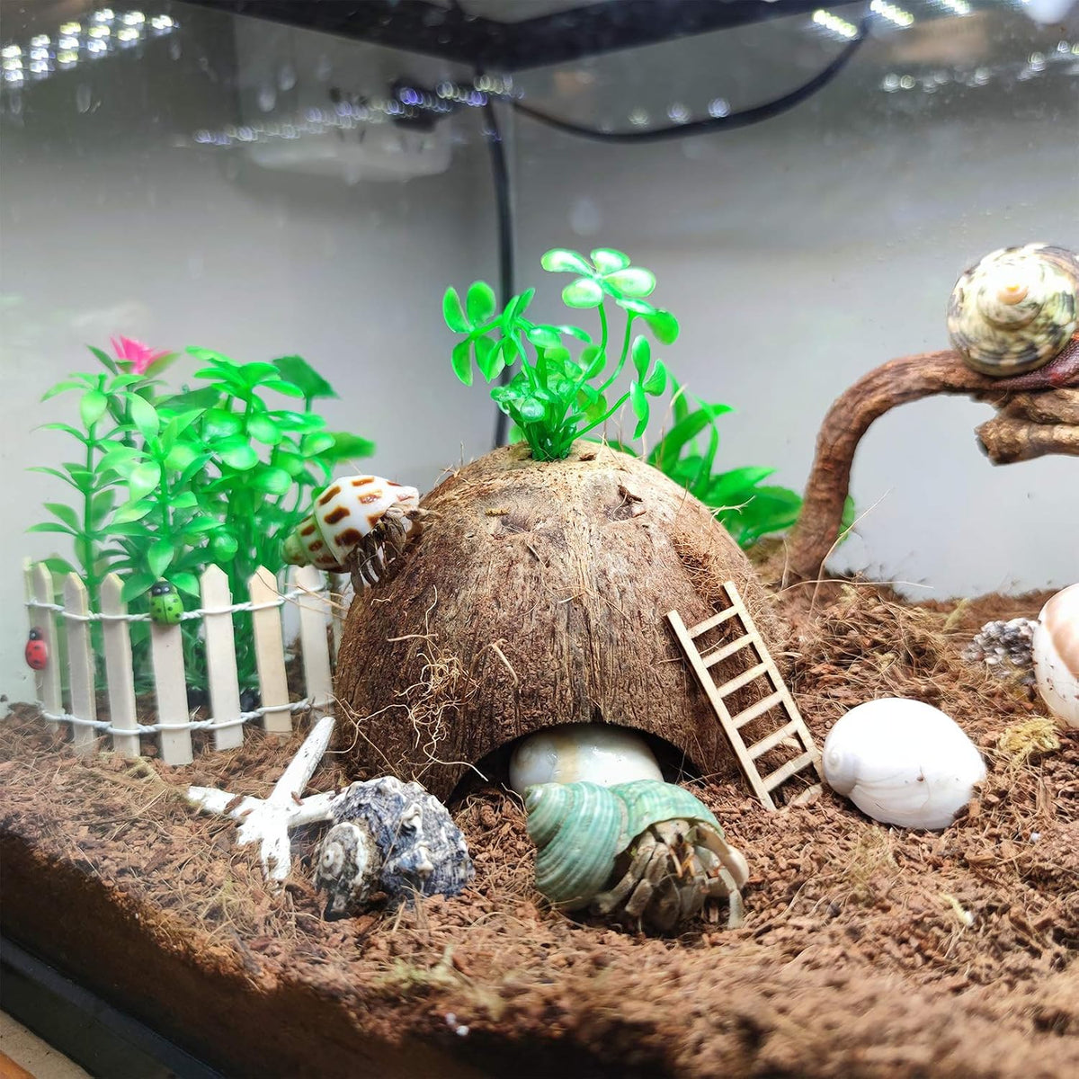 SINKOO 16PCS Hermit Crab Shells Growth, Hermit Crab Coconut Hut – Essentials for Reptiles And Amphibians - image 3