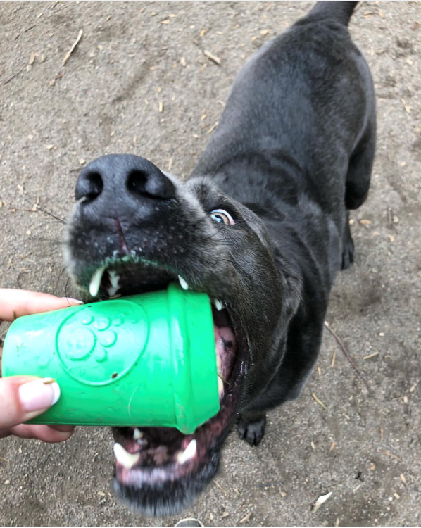 Coffee Cup Rubber Dog Chew Toy for Power Chewers | Treat Dispenser | USA Made - BIG FRENCHIES