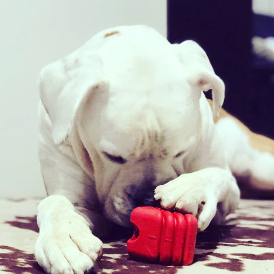 Heart on a String Dog Toy - Durable Rubber Tug Toy for Large Dogs | USA Made - BIG FRENCHIES