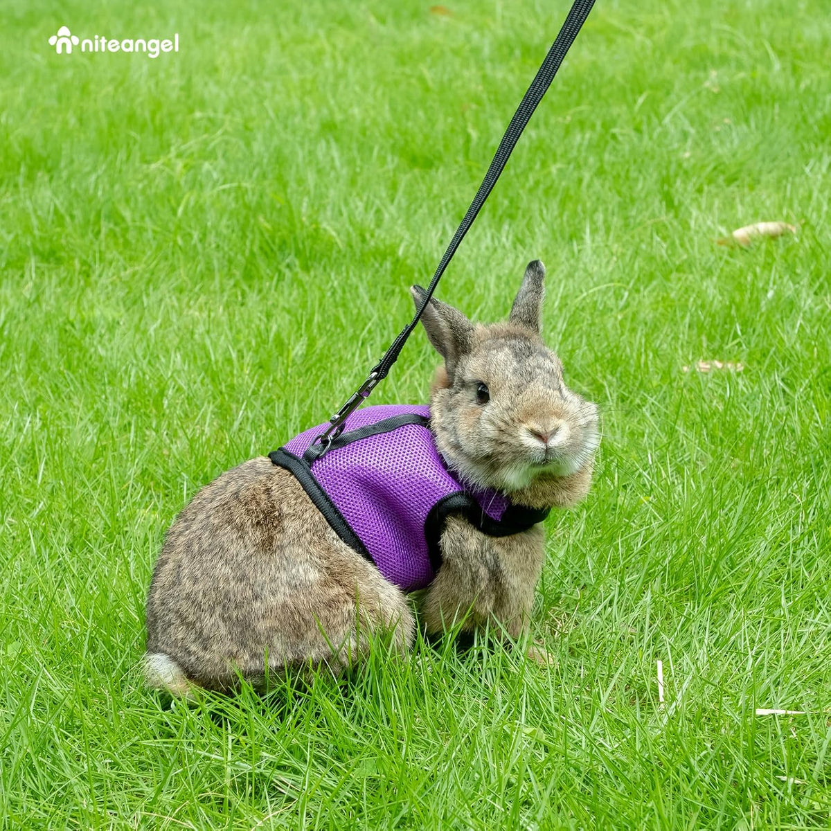 Niteangel Adjustable Soft Harness with Elastic Leash for Rabbits – Essentials for Small Pets - L / Black - image 2