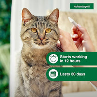 Advantage II Large Cat Vet-Recommended Flea Treatment & Prevention | Cats Over 9 lbs. | 6-Month Supply