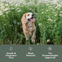 Dandylion Soft Paws | Paw Lotion with Brush | Dog Paw Balm Hydrating Alternative | Vet-Approved, Lick-Safe & Fragrance-Free | pH-Balanced for Itchy, Dry, Cracked Paws, Small & Large Dogs 0.6 fl oz