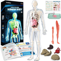GobiDex Human Body Skeleton Model Kit