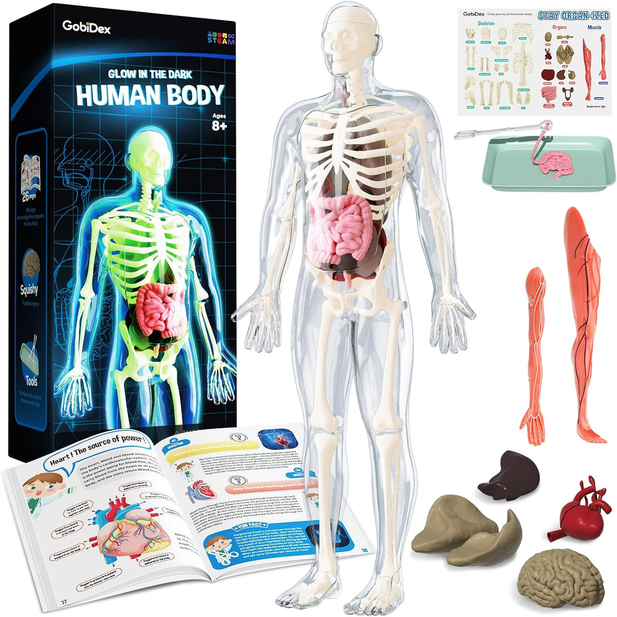 GobiDex Human Body Skeleton Model Kit