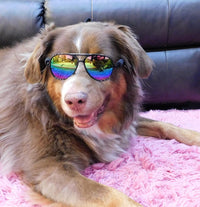 G010 Dog pet Costume Aviator Sunglasses for Medium Breeds – Essentials for Dogs - Black-rainbow mirror / uv400 - image 2