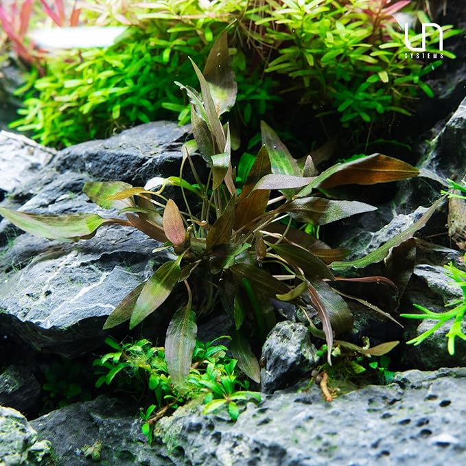 Cryptocoryne parva in Vitro Tissue Culture Small Cup
