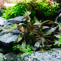 Cryptocoryne Walkeri in Vitro Tissue Culture Cup