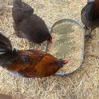 Organic Kelp for Chickens & Duck Feed (5 Pound): Chicken Vitamins | Chicken Supplements | Vitamins for Chickens | Pampered Chicken Mama