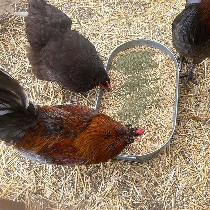 Organic Kelp for Chickens & Duck Feed (1 Pound): Chicken Vitamins | Chicken Supplements | Vitamins for Chickens | Pampered Chicken Mama