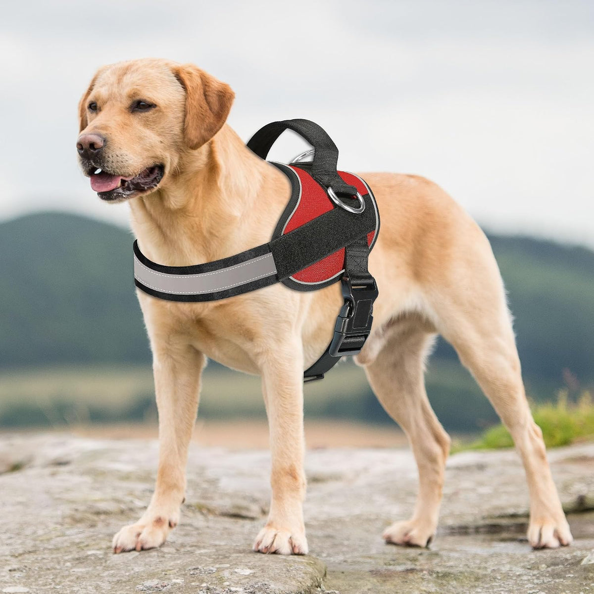 Haapaw Essential Dog Harness - XL / Red - image 3