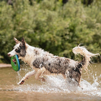 Chuckit! Amphibious ZipFlight Floating and Flying Disc Dog Toy - Medium (Pack of 1) / Amphibious ZipFlight - image 3