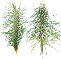Air Plants - Colombian Tillandsia Funckiana, Large 5" - 2ct - Live Arrival Guaranteed - House Plants for Home Decor & Gift