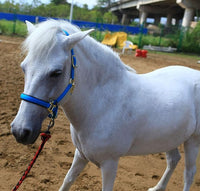 T TEKE Adjustable Horse Halters by Heavy Duty Soft Nylon, Padded with Anti-rubbing Waffle Neoprene on Both Crown & Nose