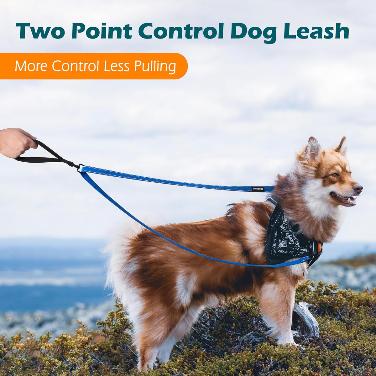 Two Point Control Dog Leash, No Tangle Training Walking Leashes – Essentials for Dogs - Blue - image 2