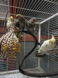 Parrot Perch Stand Bird Cage Stand Pole Natural Wild Grape Stick Grinding Paw Cage Accessories for Parakeet Cockatiels Budgies Conure Lovebirds Platform (S-Shaped)