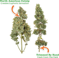 Meowijuana | Dried Catnip Buds Jar | Premium Organic Catnip | Grown in North America | Perfect for Cat Toys | Fresh Catnip for Extended Playtime | Elevate Your Cat's Enjoyment